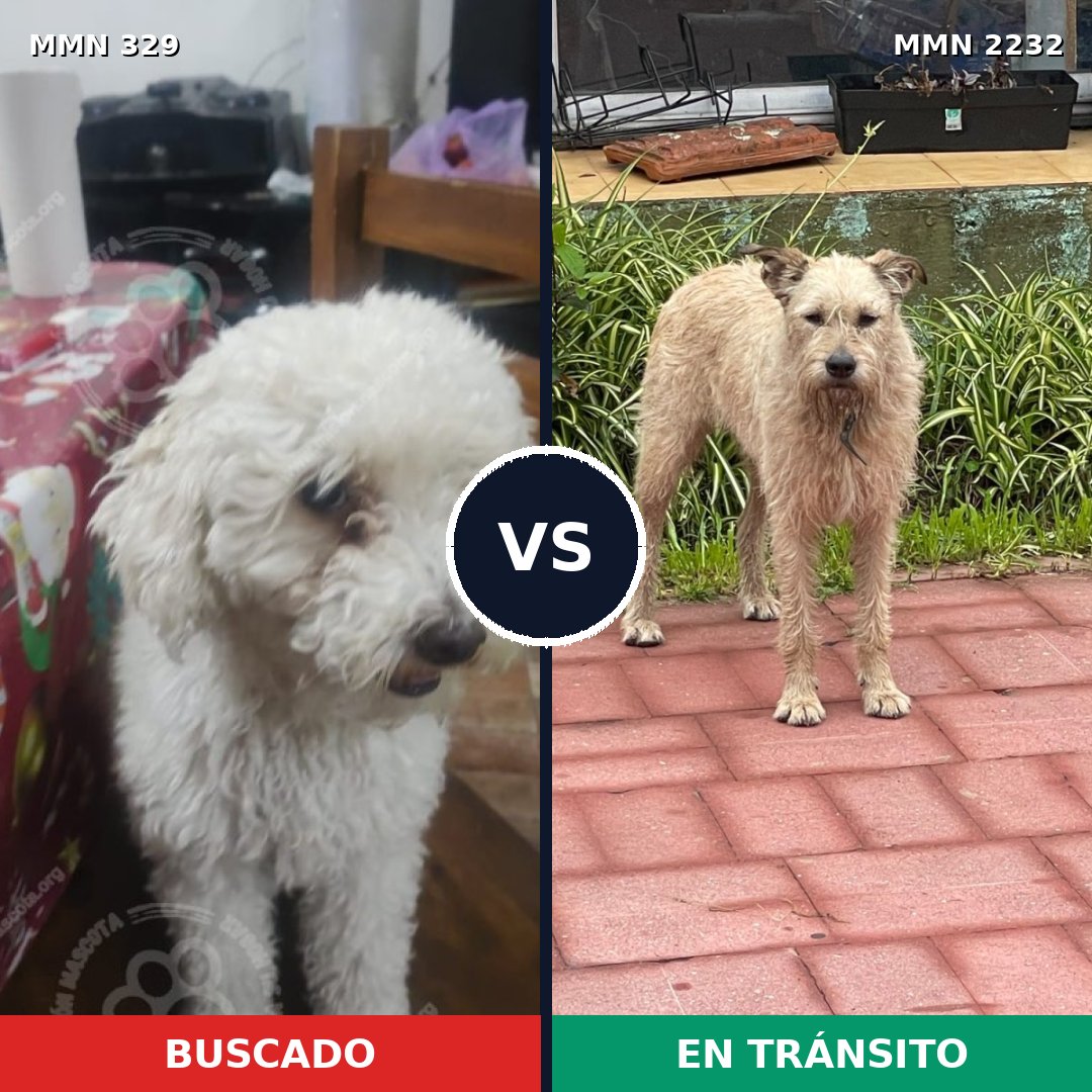 Comparativa MMS 66917: mascota perdida y mascota encontrada, 35% de similitud