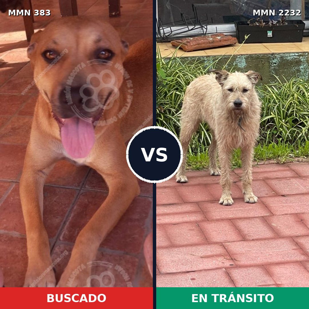 Comparativa MMS 66918: mascota perdida y mascota encontrada, 57% de similitud