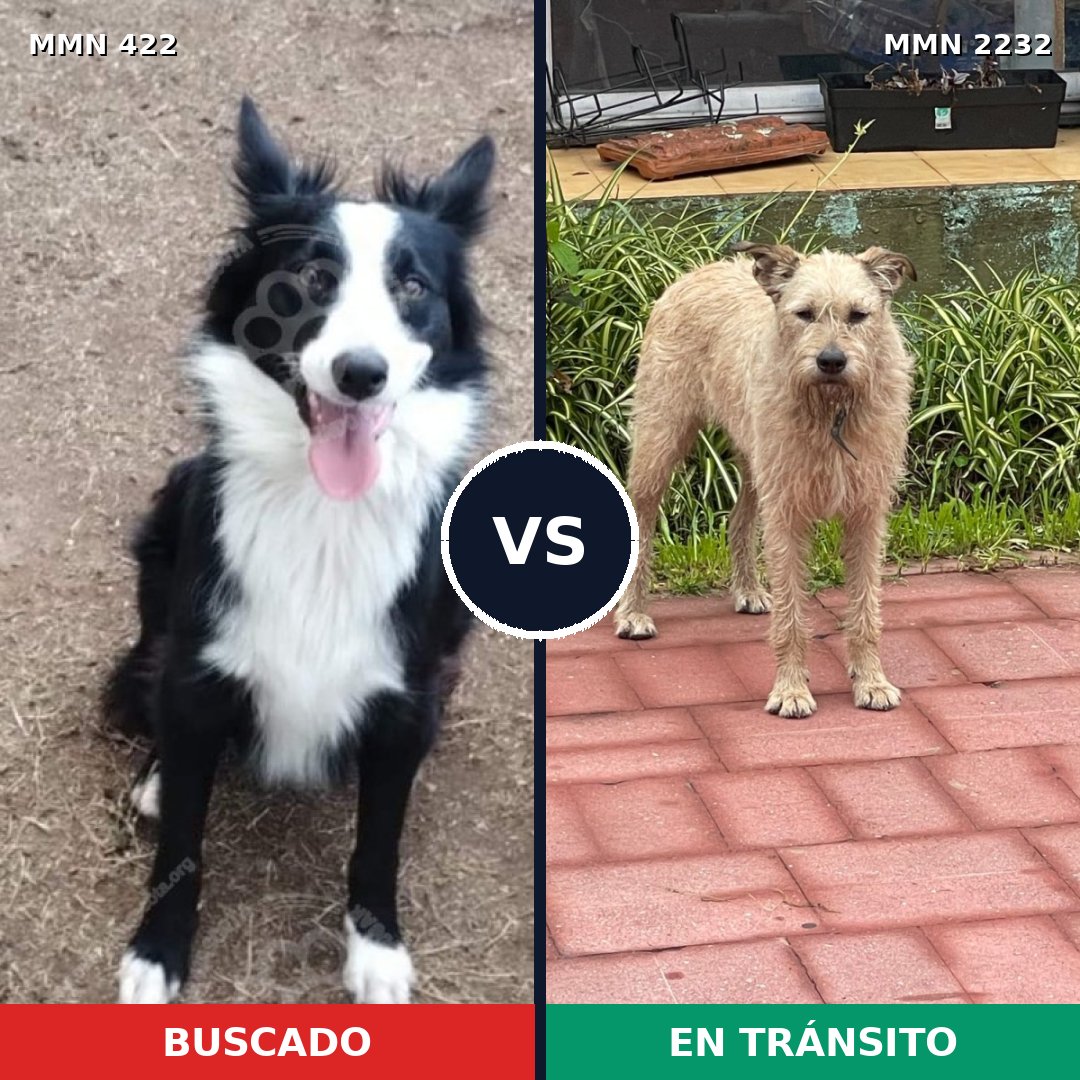 Comparativa MMS 66919: mascota perdida y mascota encontrada, 41% de similitud