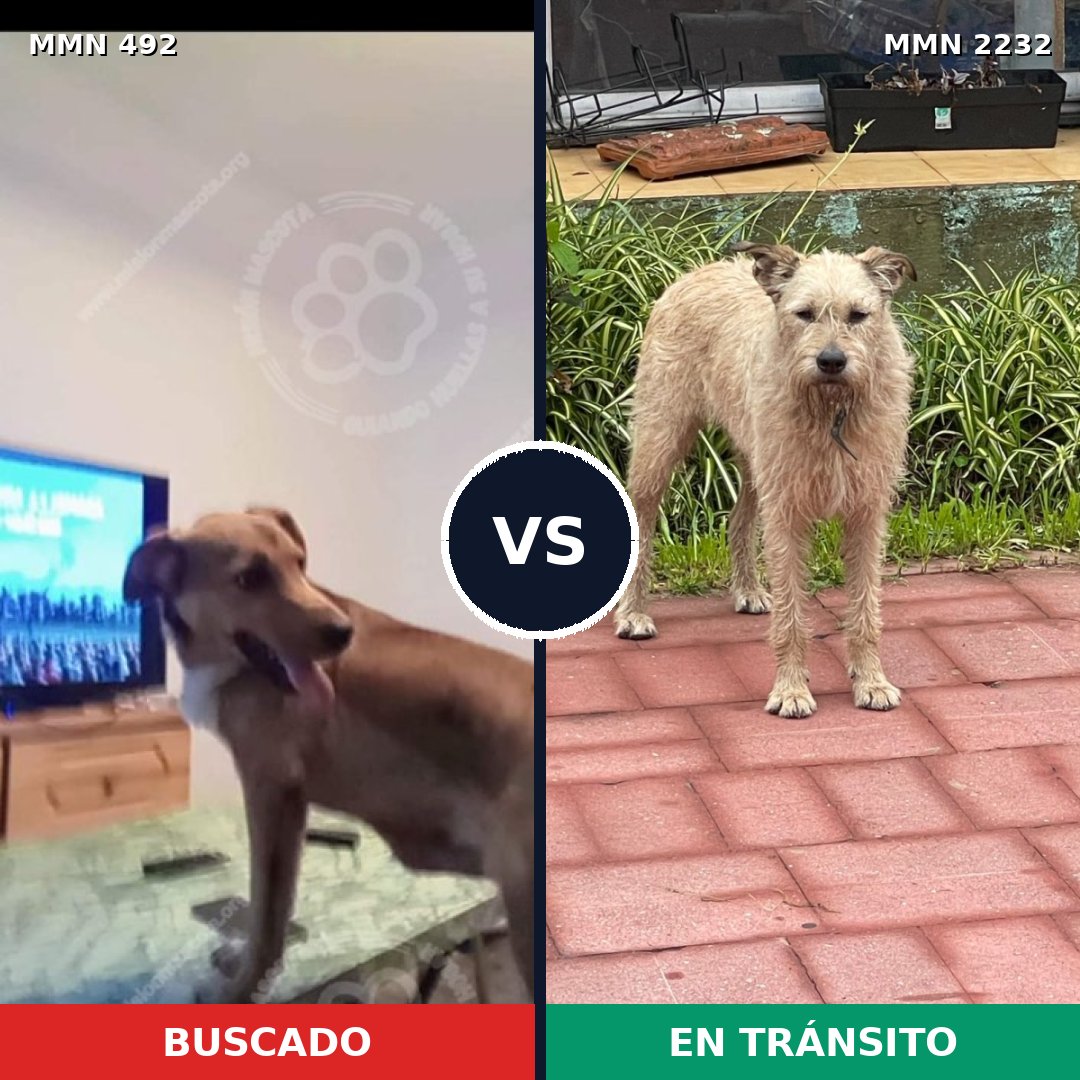 Comparativa MMS 66920: mascota perdida y mascota encontrada, 58% de similitud