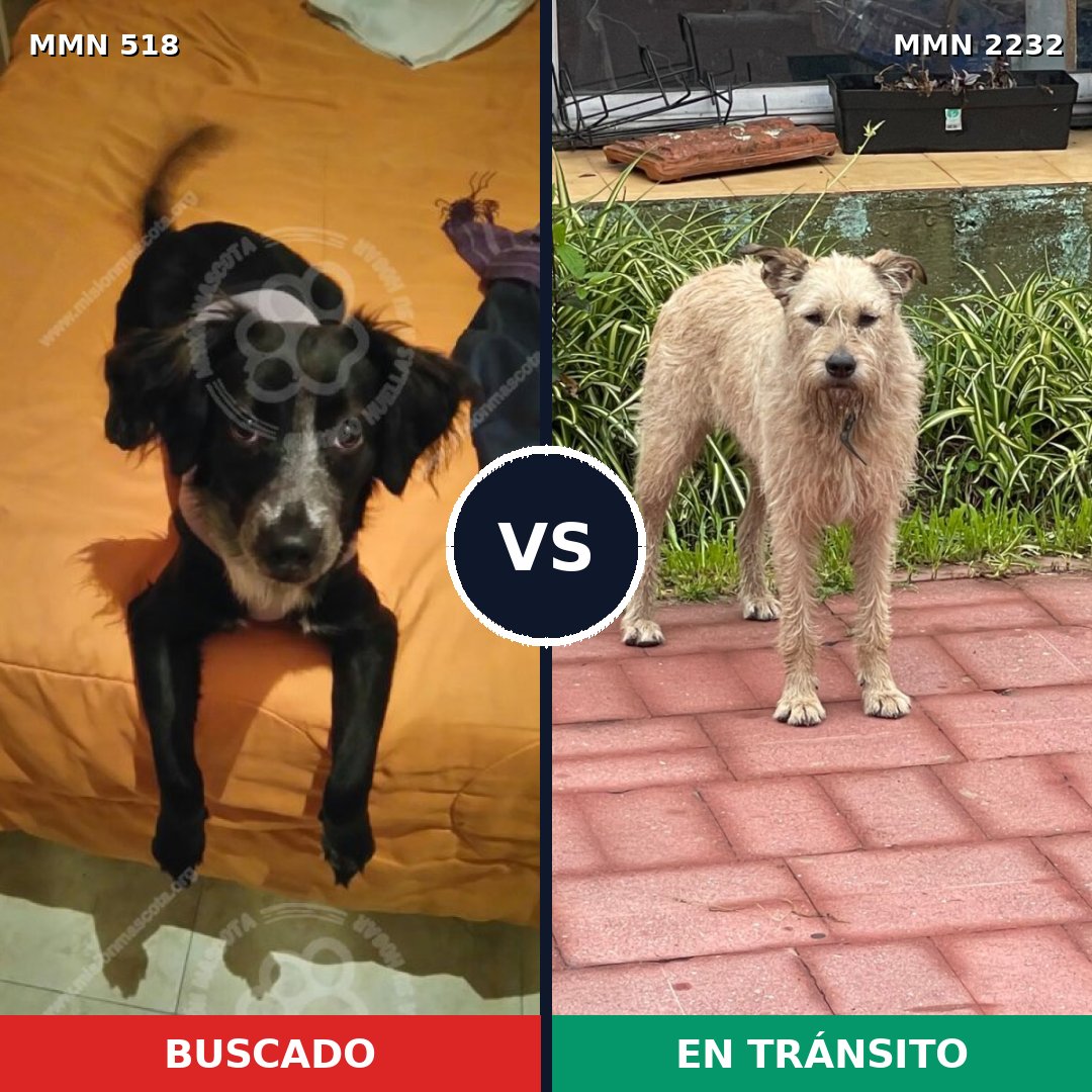 Comparativa MMS 66922: mascota perdida y mascota encontrada, 58% de similitud
