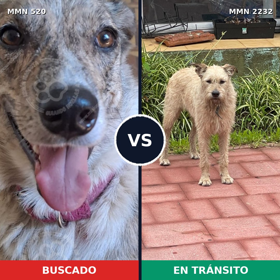 Comparativa MMS 66923: mascota perdida y mascota encontrada, 54% de similitud