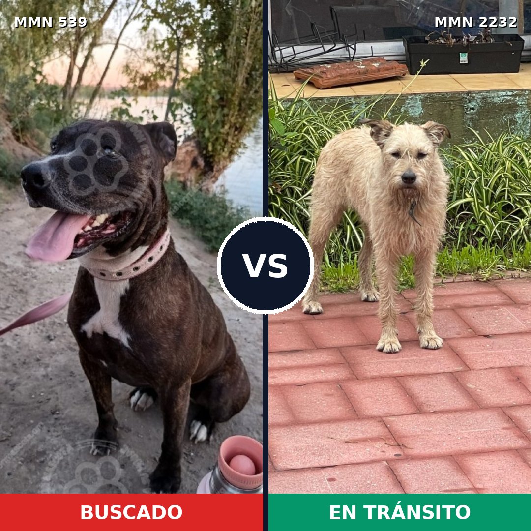 Comparativa MMS 66924: mascota perdida y mascota encontrada, 37% de similitud