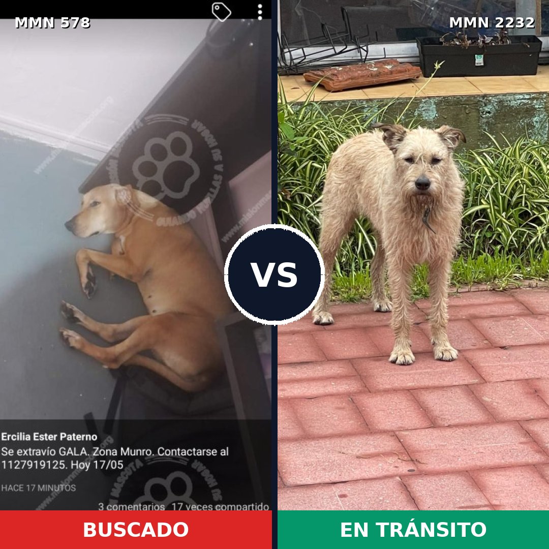 Comparativa MMS 66926: mascota perdida y mascota encontrada, 61% de similitud