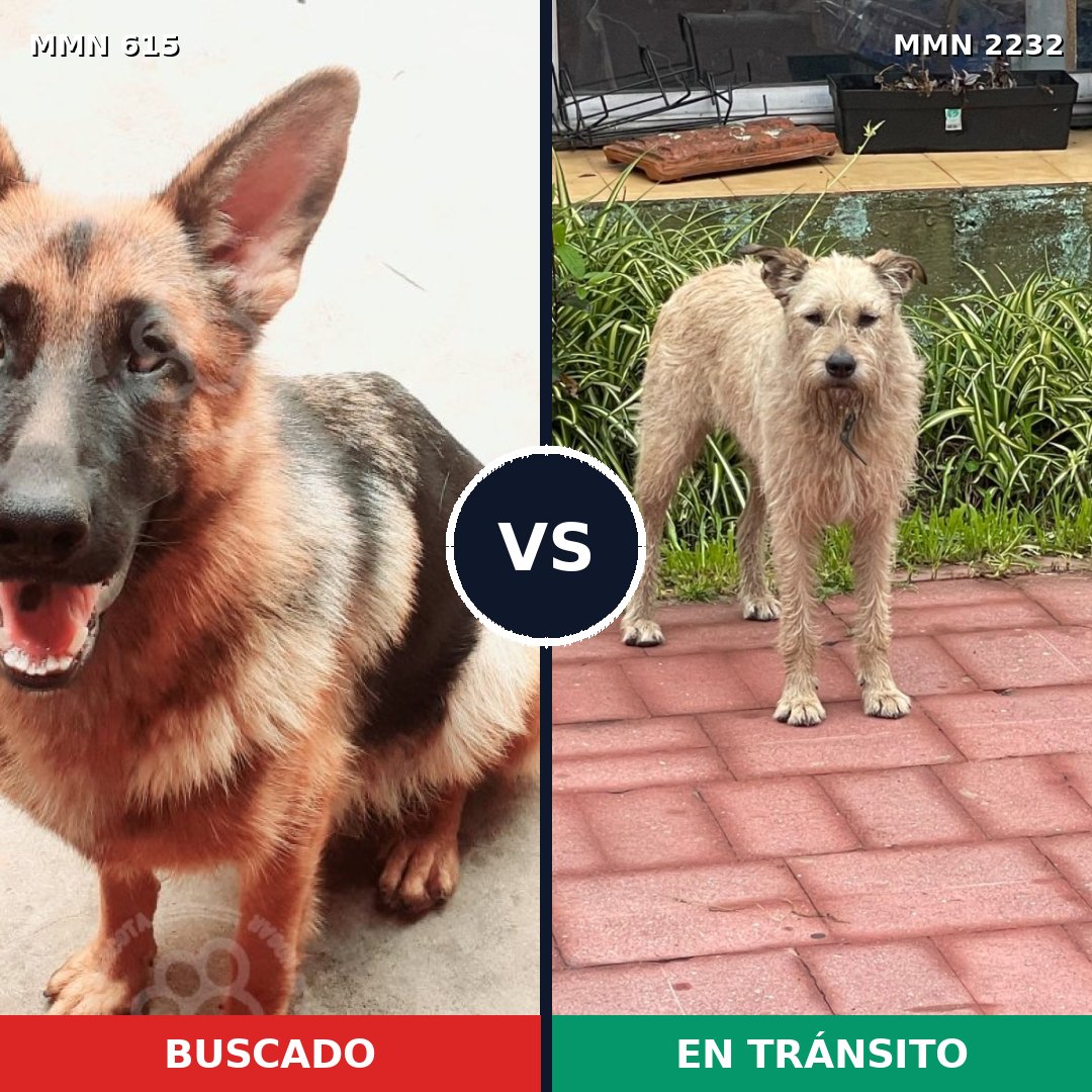 Comparativa MMS 66929: mascota perdida y mascota encontrada, 30% de similitud