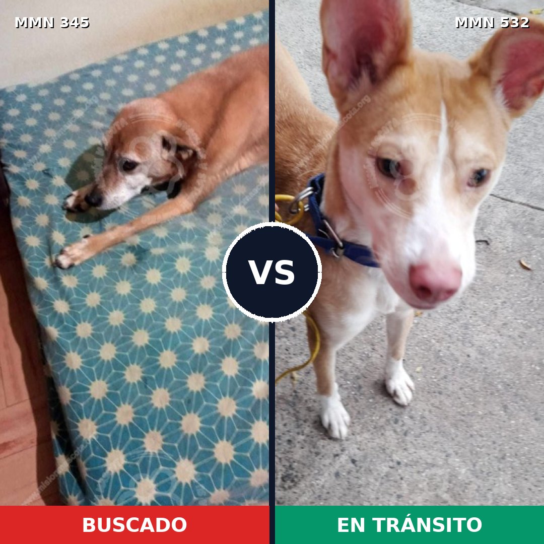 Comparativa MMS 6693: mascota perdida y mascota encontrada, 59% de similitud