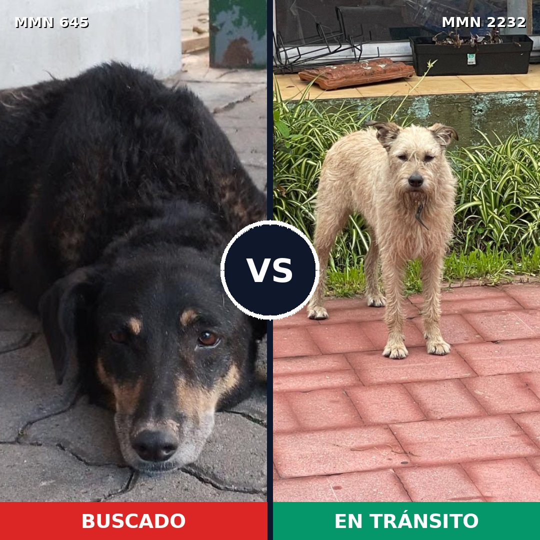 Comparativa MMS 66930: mascota perdida y mascota encontrada, 57% de similitud