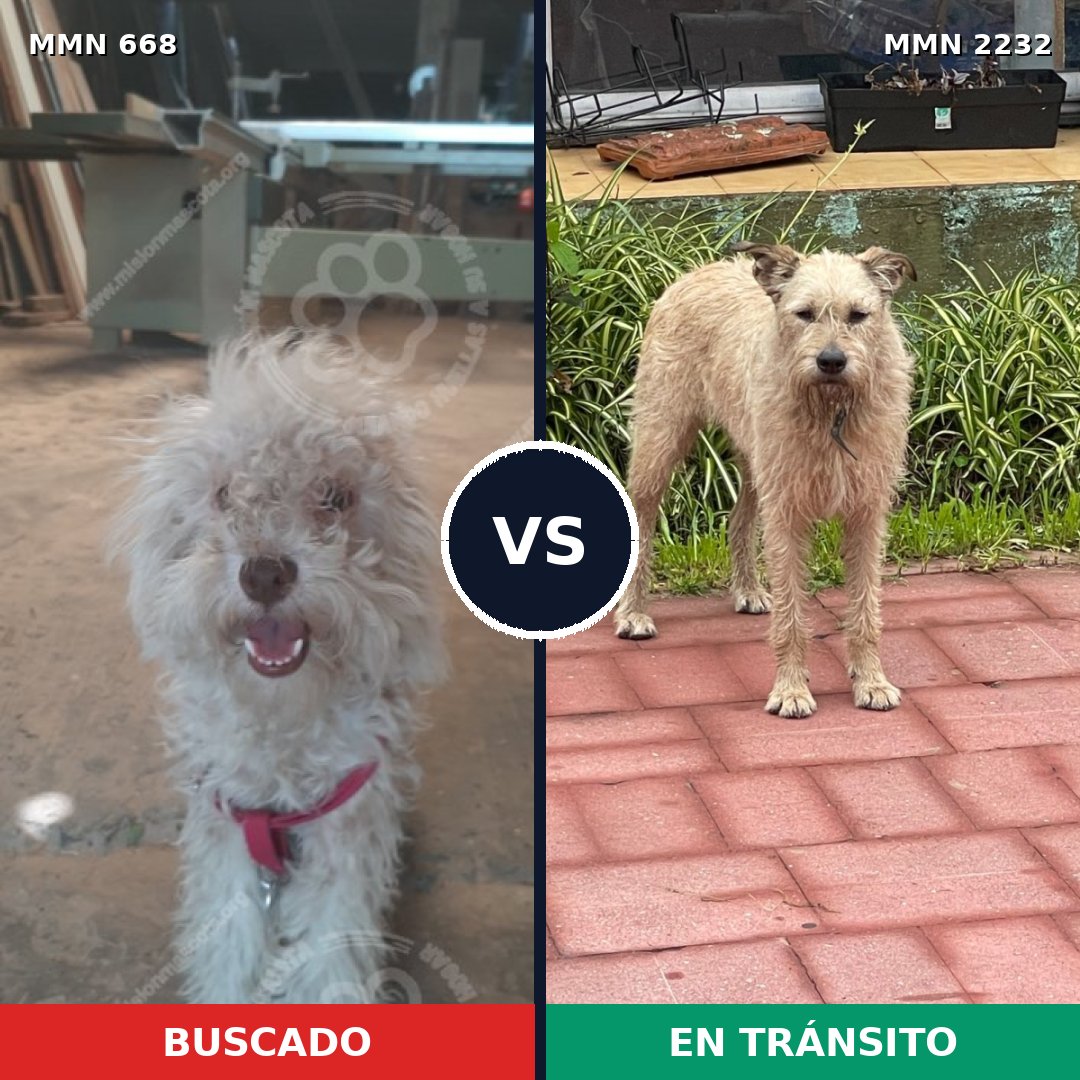 Comparativa MMS 66931: mascota perdida y mascota encontrada, 44% de similitud