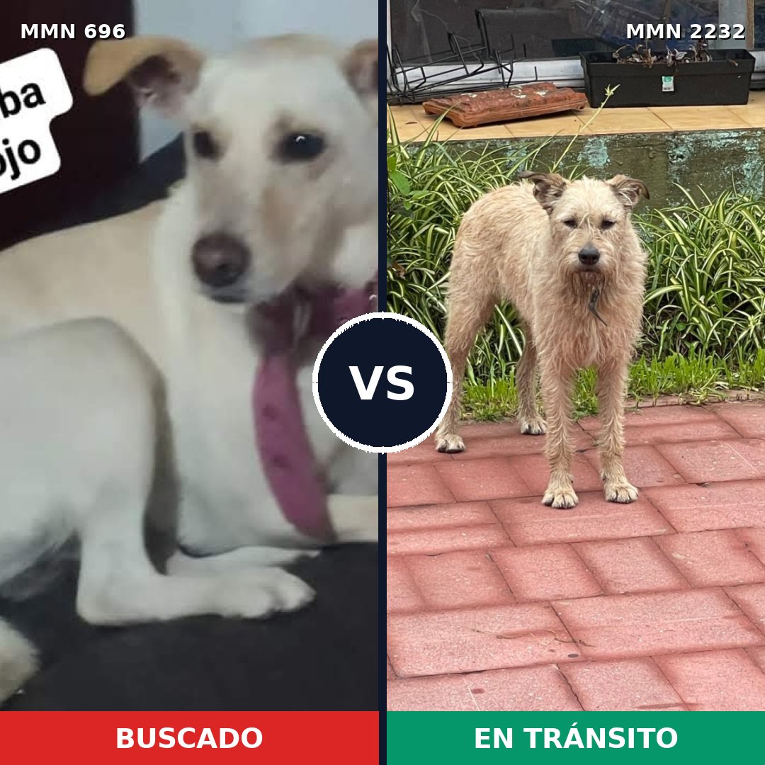 Comparativa MMS 66932: mascota perdida y mascota encontrada, 42% de similitud