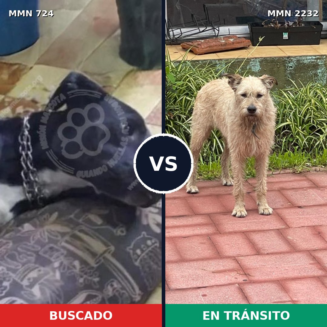 Comparativa MMS 66934: mascota perdida y mascota encontrada, 51% de similitud