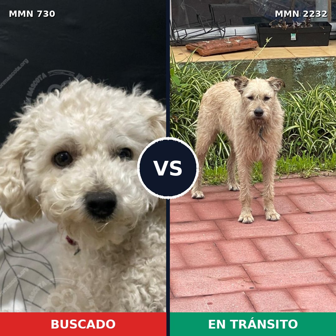 Comparativa MMS 66935: mascota perdida y mascota encontrada, 27% de similitud