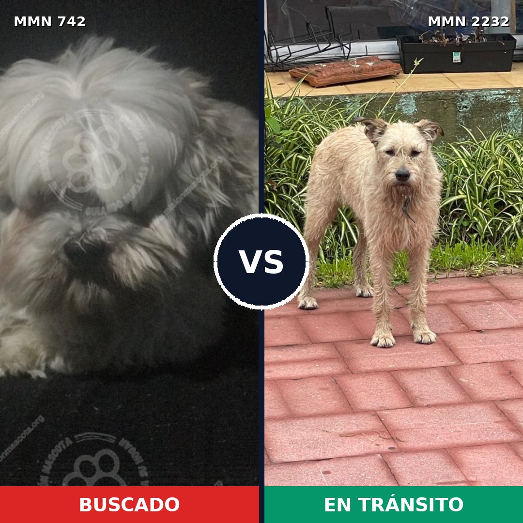 Comparativa MMS 66936: mascota perdida y mascota encontrada, 34% de similitud