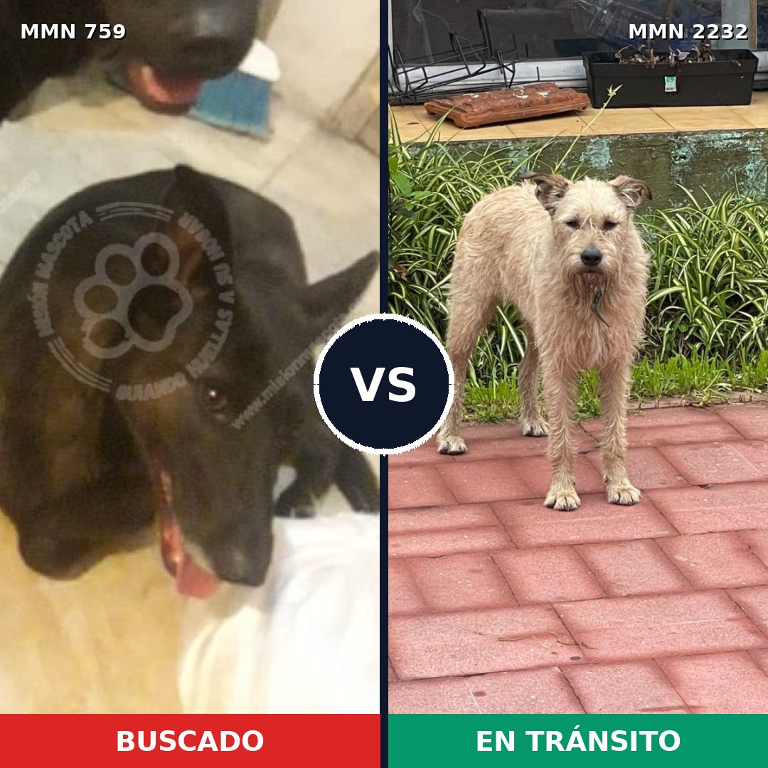 Comparativa MMS 66937: mascota perdida y mascota encontrada, 40% de similitud