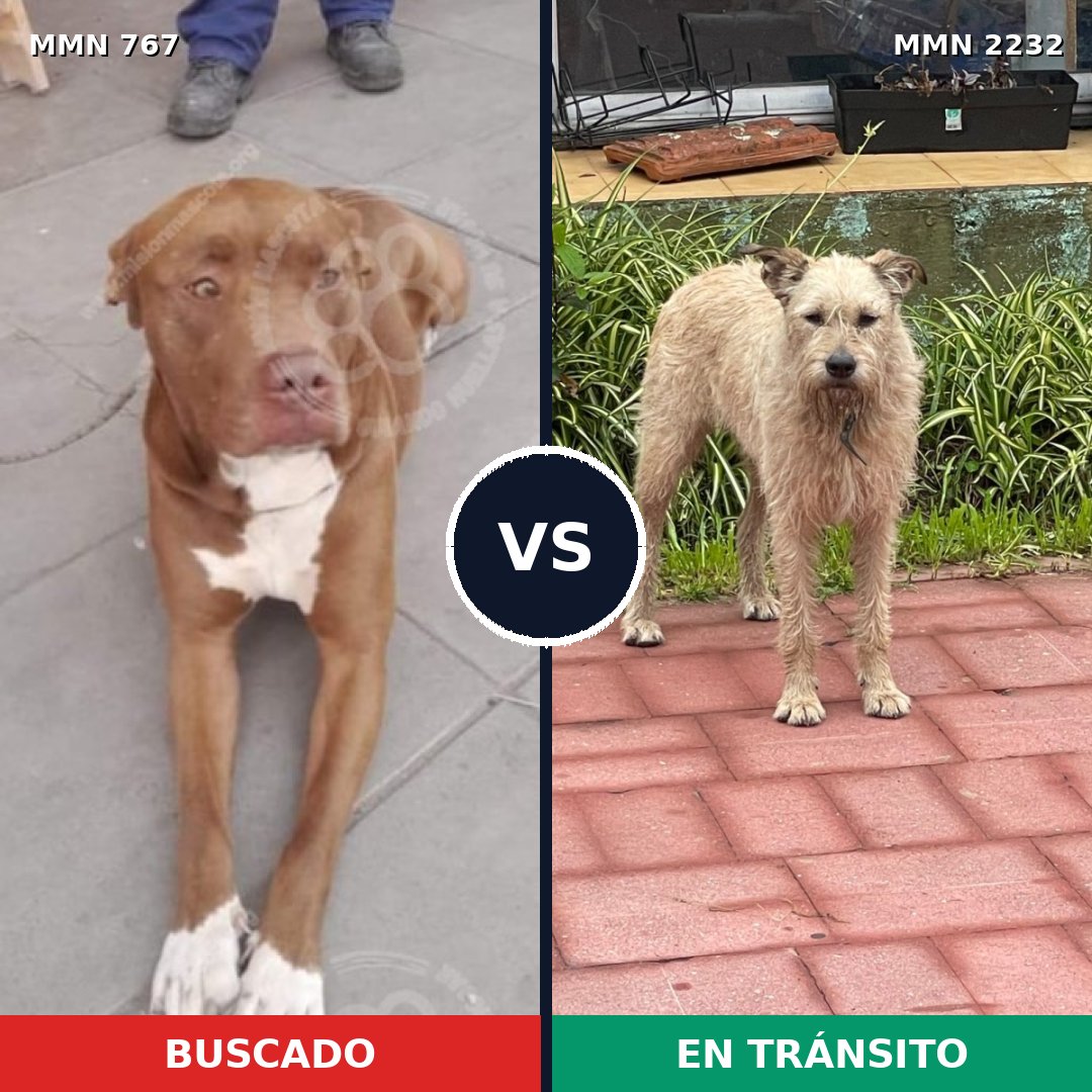 Comparativa MMS 66939: mascota perdida y mascota encontrada, 42% de similitud