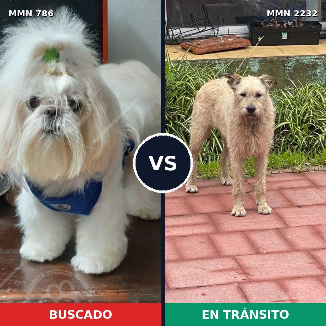 Comparativa MMS 66940: mascota perdida y mascota encontrada, 36% de similitud