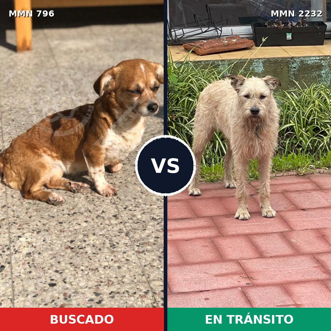Comparativa MMS 66942: mascota perdida y mascota encontrada, 58% de similitud