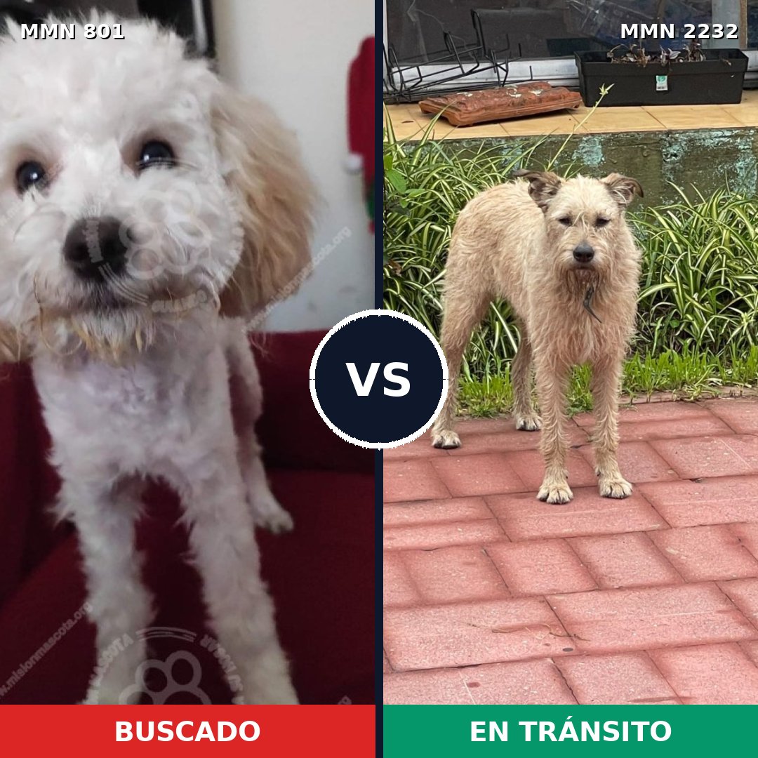 Comparativa MMS 66943: mascota perdida y mascota encontrada, 42% de similitud