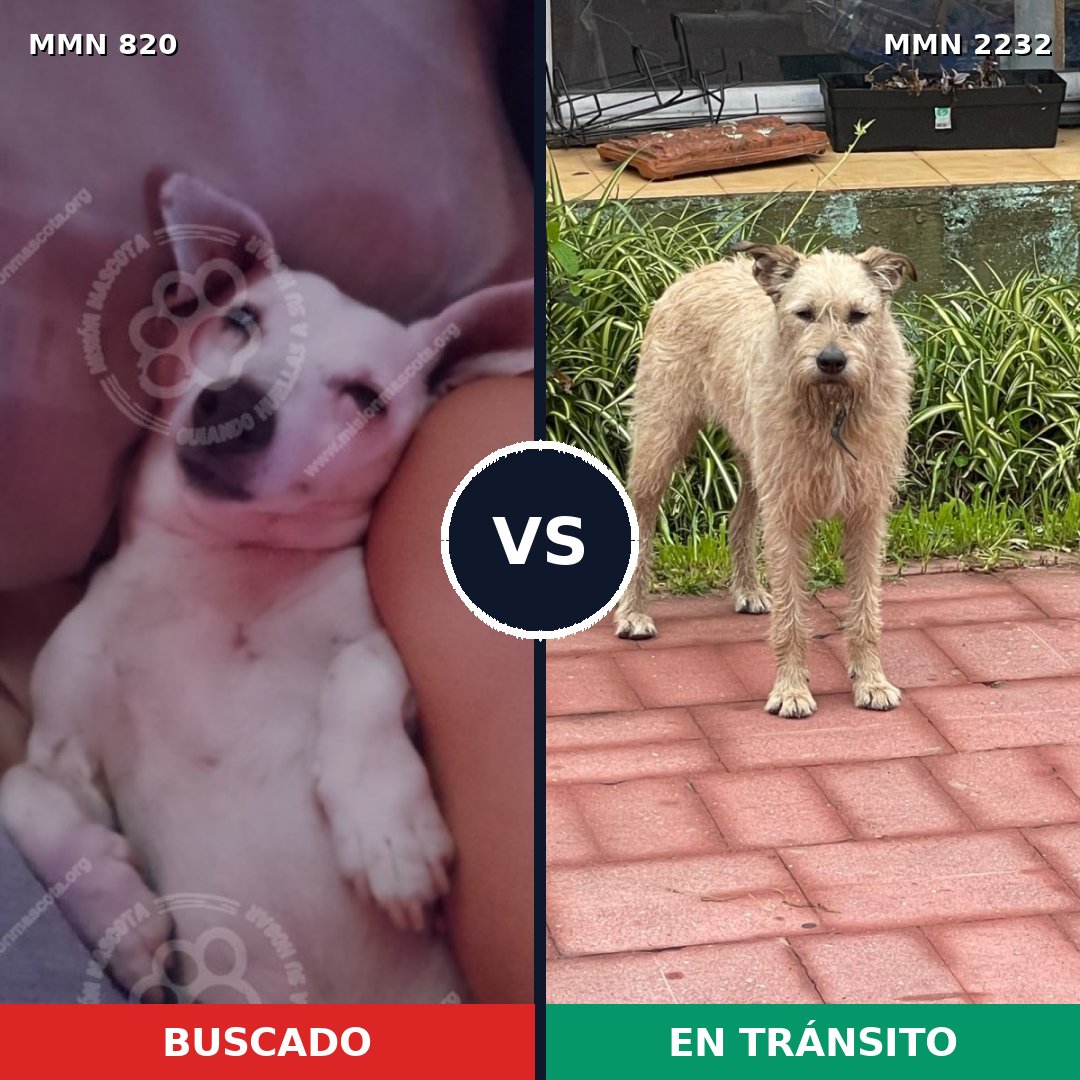 Comparativa MMS 66945: mascota perdida y mascota encontrada, 29% de similitud