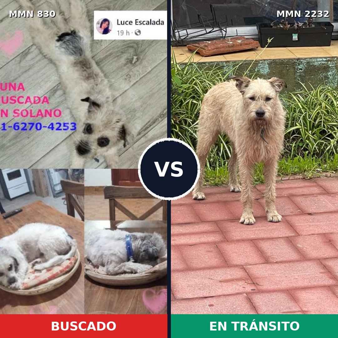 Comparativa MMS 66947: mascota perdida y mascota encontrada, 34% de similitud