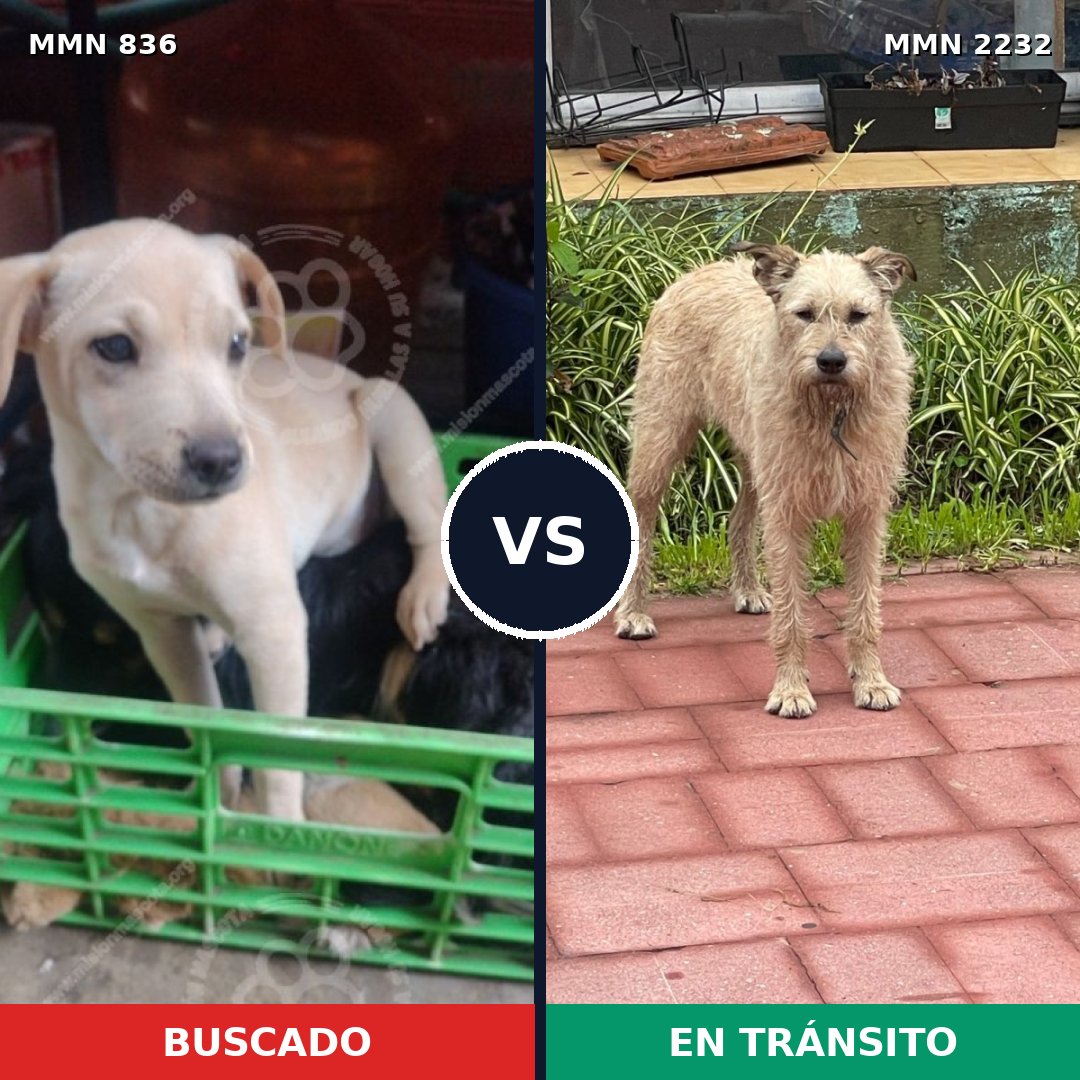 Comparativa MMS 66949: mascota perdida y mascota encontrada, 49% de similitud