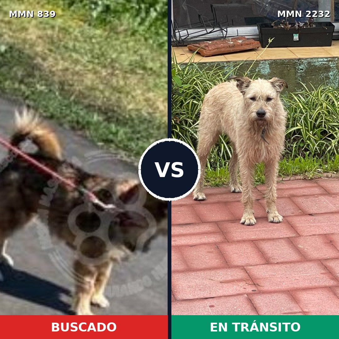 Comparativa MMS 66951: mascota perdida y mascota encontrada, 55% de similitud