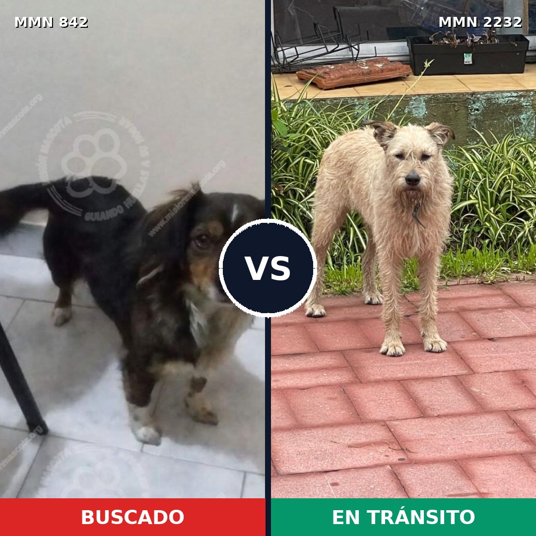 Comparativa MMS 66953: mascota perdida y mascota encontrada, 53% de similitud