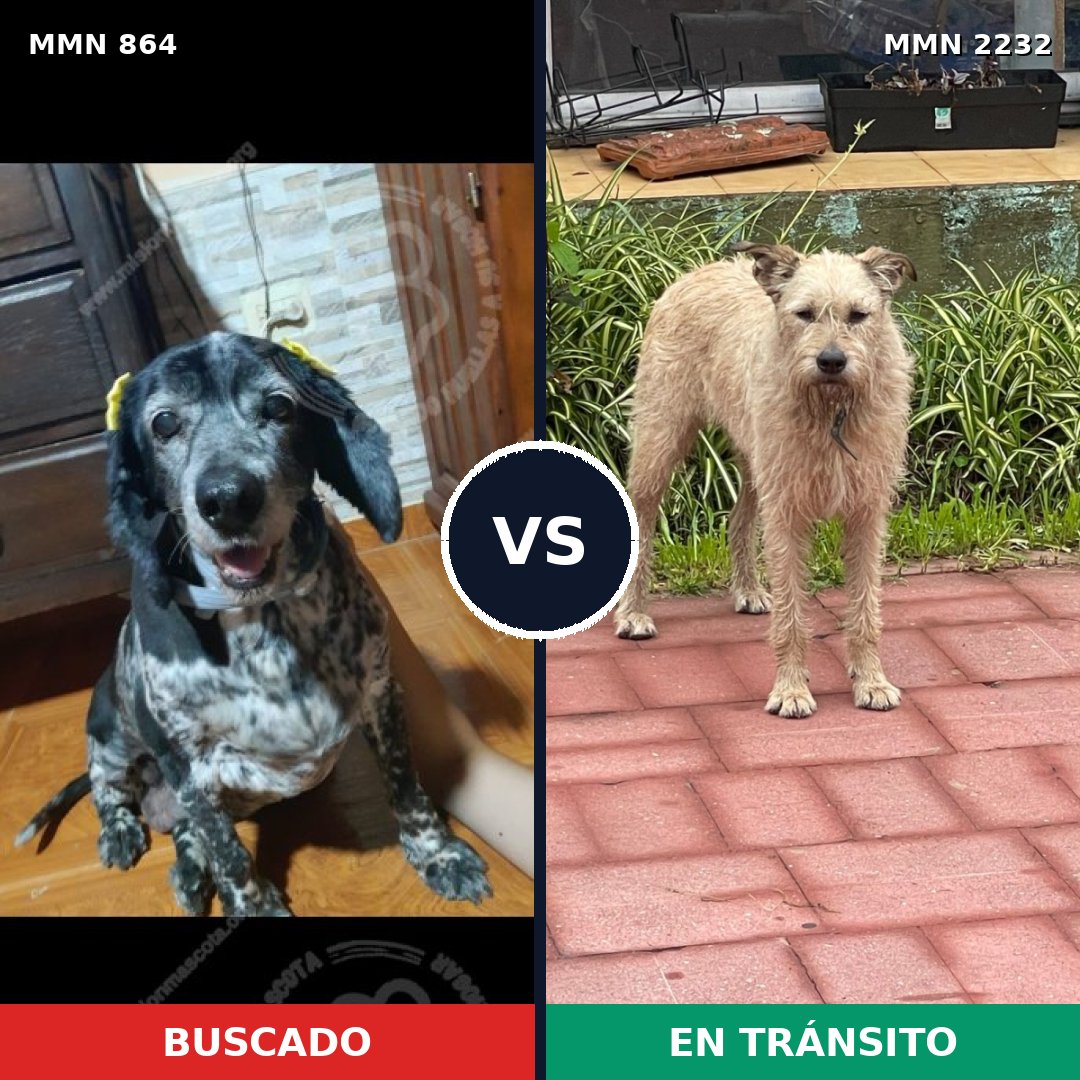 Comparativa MMS 66956: mascota perdida y mascota encontrada, 42% de similitud