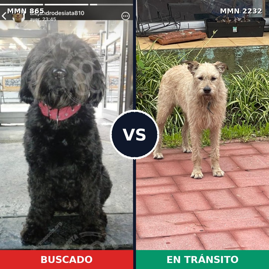 Comparativa MMS 66957: mascota perdida y mascota encontrada, 43% de similitud