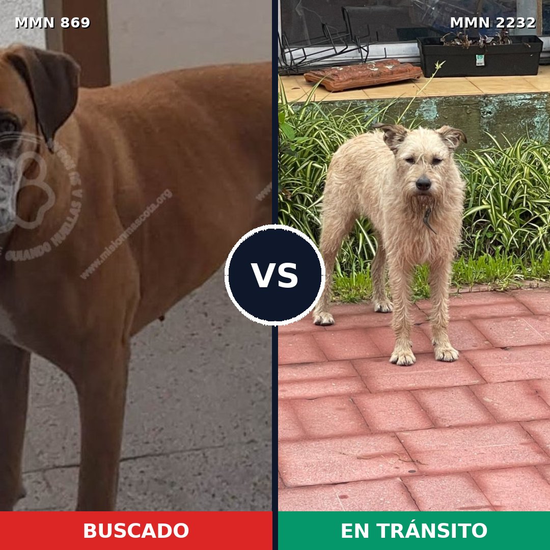 Comparativa MMS 66958: mascota perdida y mascota encontrada, 45% de similitud