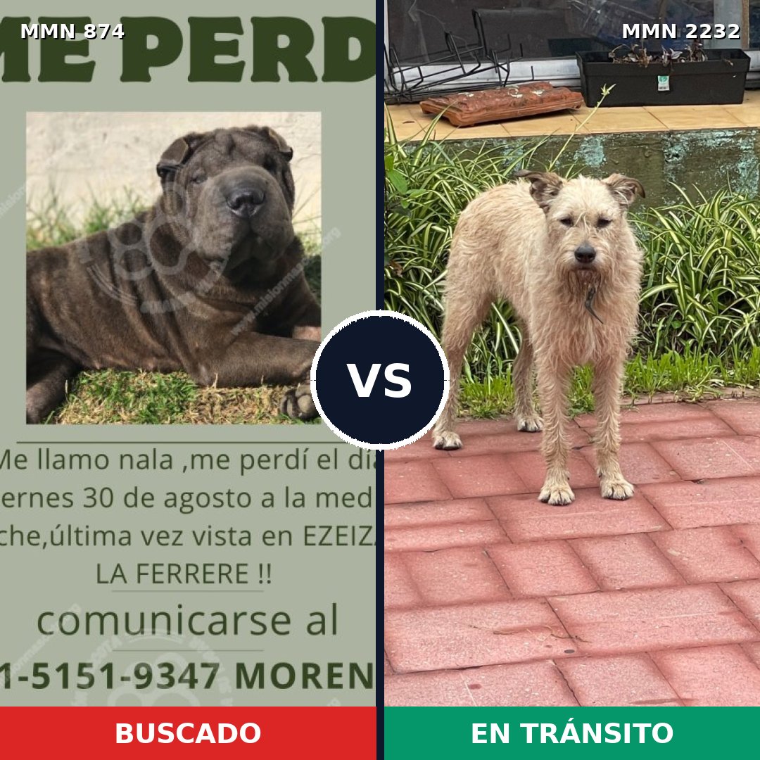 Comparativa MMS 66959: mascota perdida y mascota encontrada, 40% de similitud