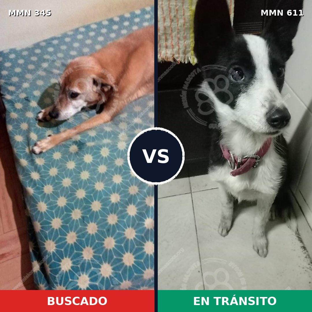 Comparativa MMS 6696: mascota perdida y mascota encontrada, 57% de similitud