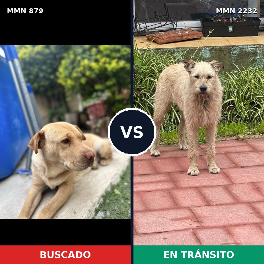 Comparativa MMS 66961: mascota perdida y mascota encontrada, 51% de similitud