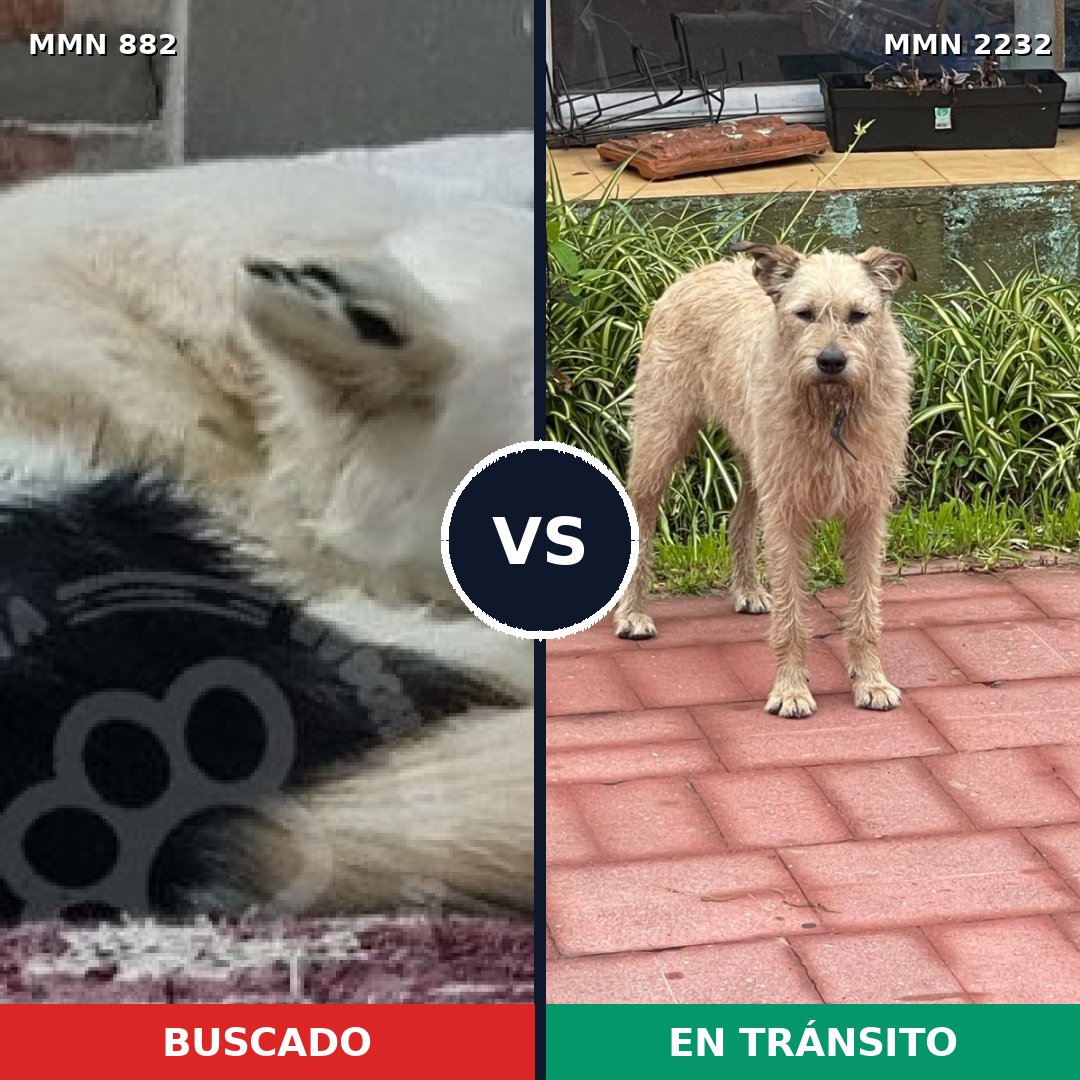 Comparativa MMS 66962: mascota perdida y mascota encontrada, 35% de similitud
