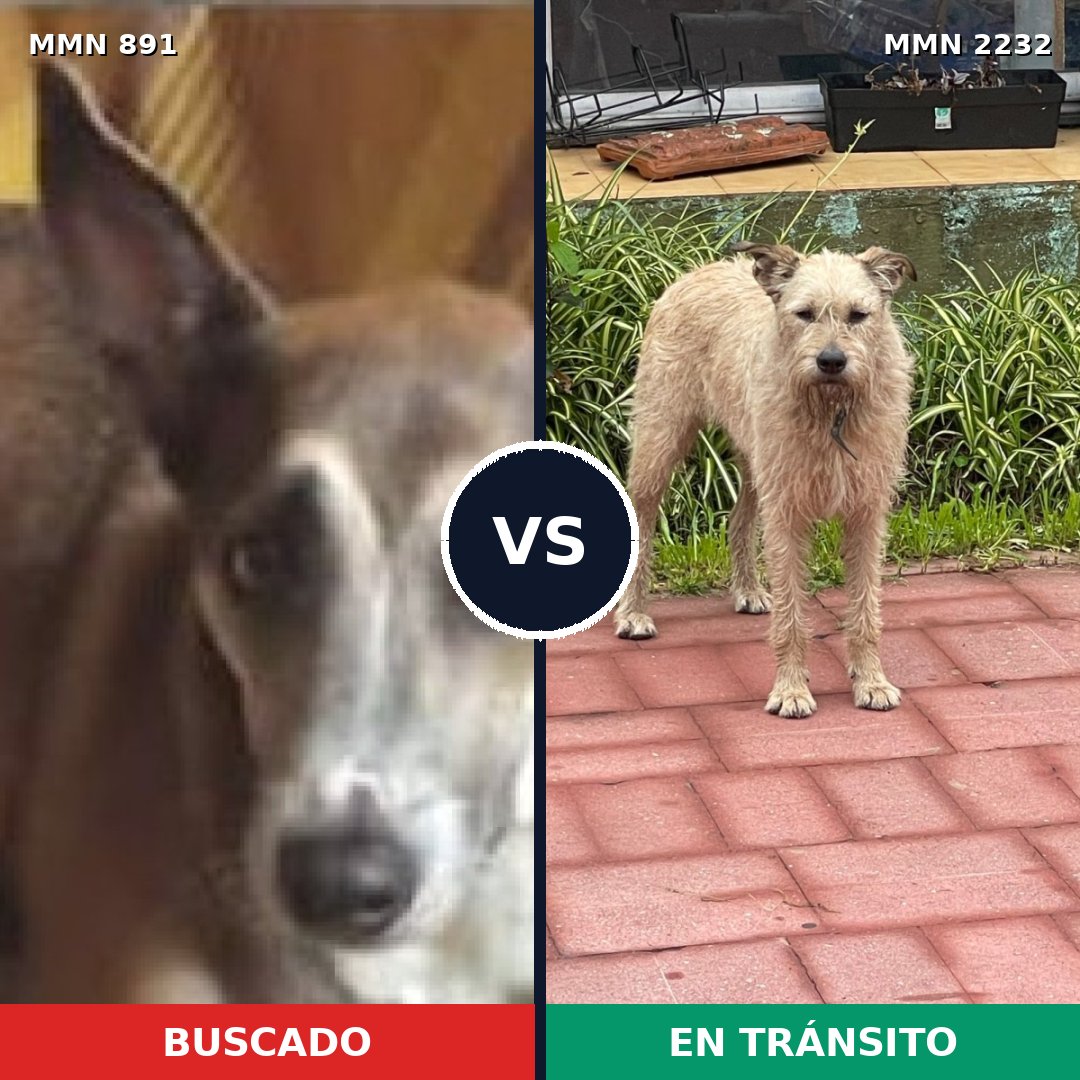 Comparativa MMS 66964: mascota perdida y mascota encontrada, 55% de similitud