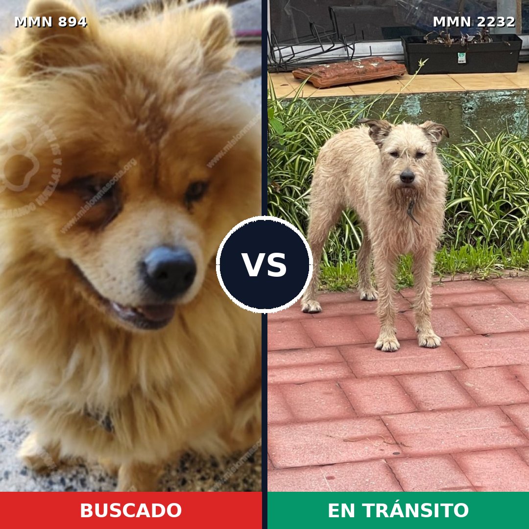 Comparativa MMS 66965: mascota perdida y mascota encontrada, 48% de similitud
