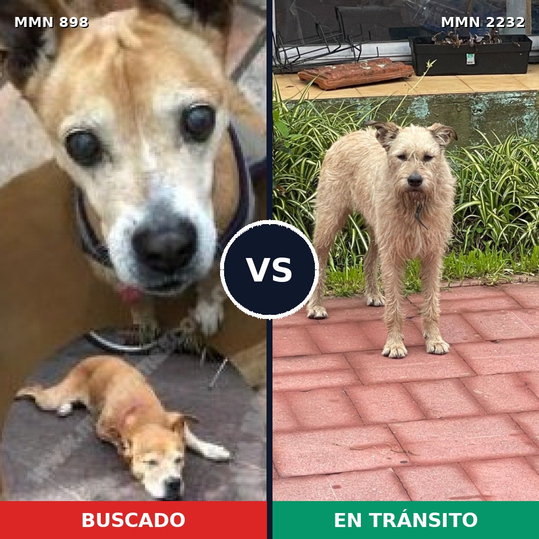 Comparativa MMS 66966: mascota perdida y mascota encontrada, 47% de similitud