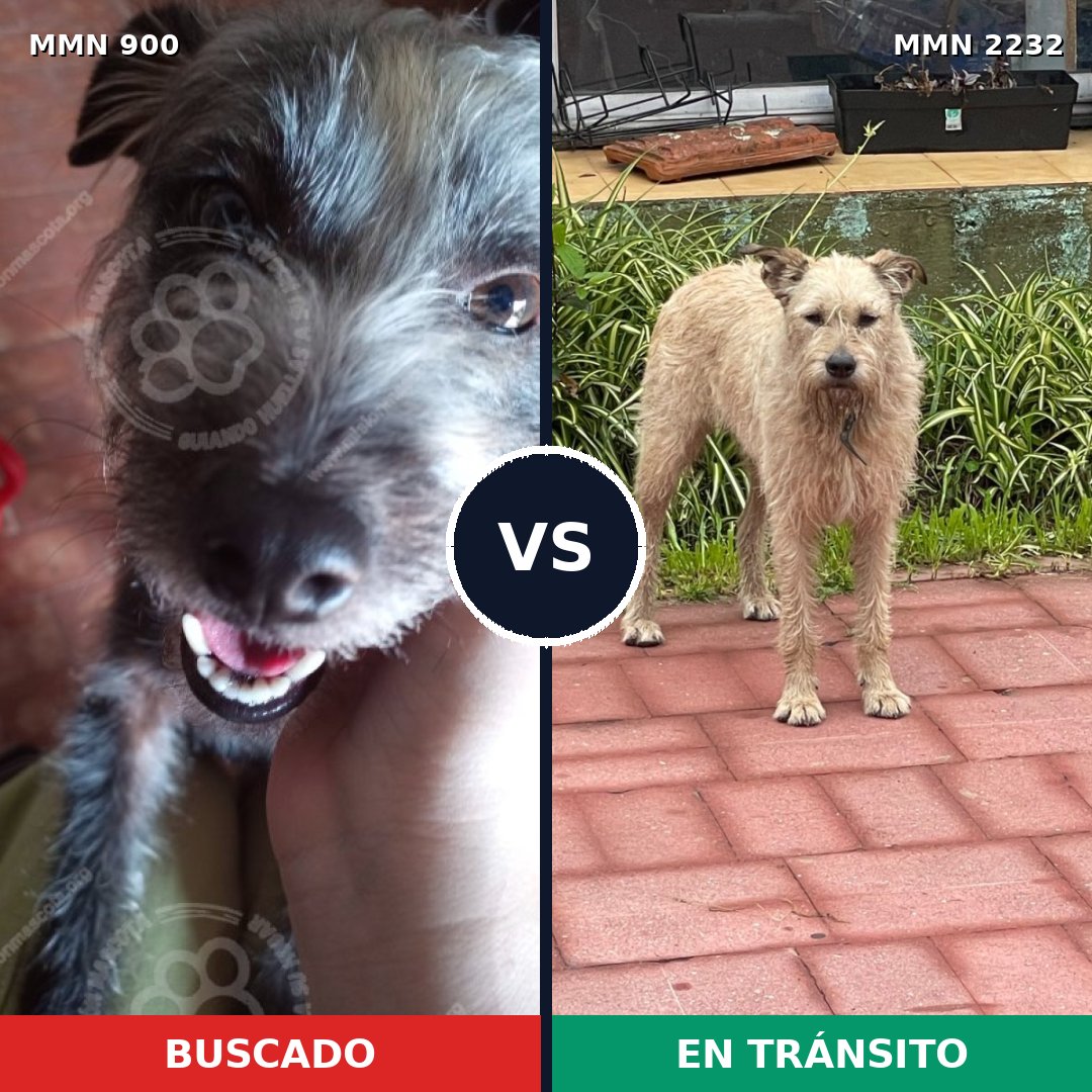 Comparativa MMS 66967: mascota perdida y mascota encontrada, 31% de similitud