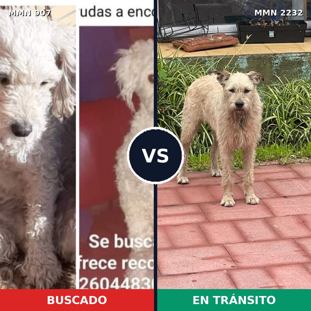 Comparativa MMS 66968: mascota perdida y mascota encontrada, 26% de similitud