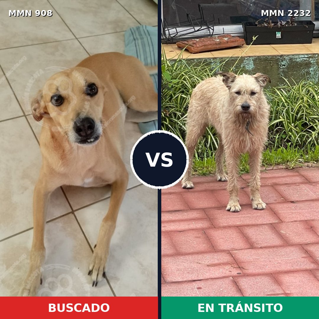 Comparativa MMS 66969: mascota perdida y mascota encontrada, 42% de similitud