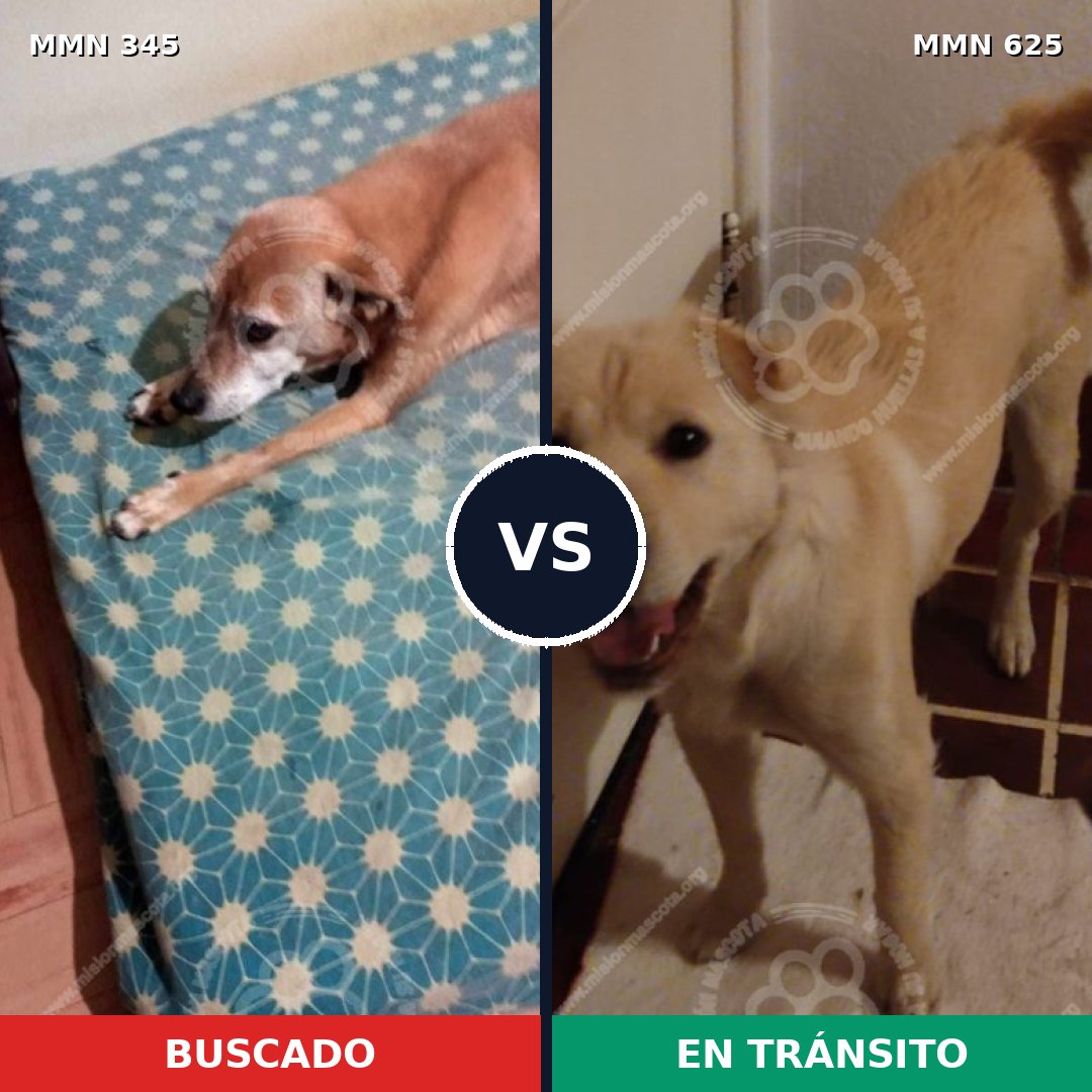 Comparativa MMS 6697: mascota perdida y mascota encontrada, 72% de similitud