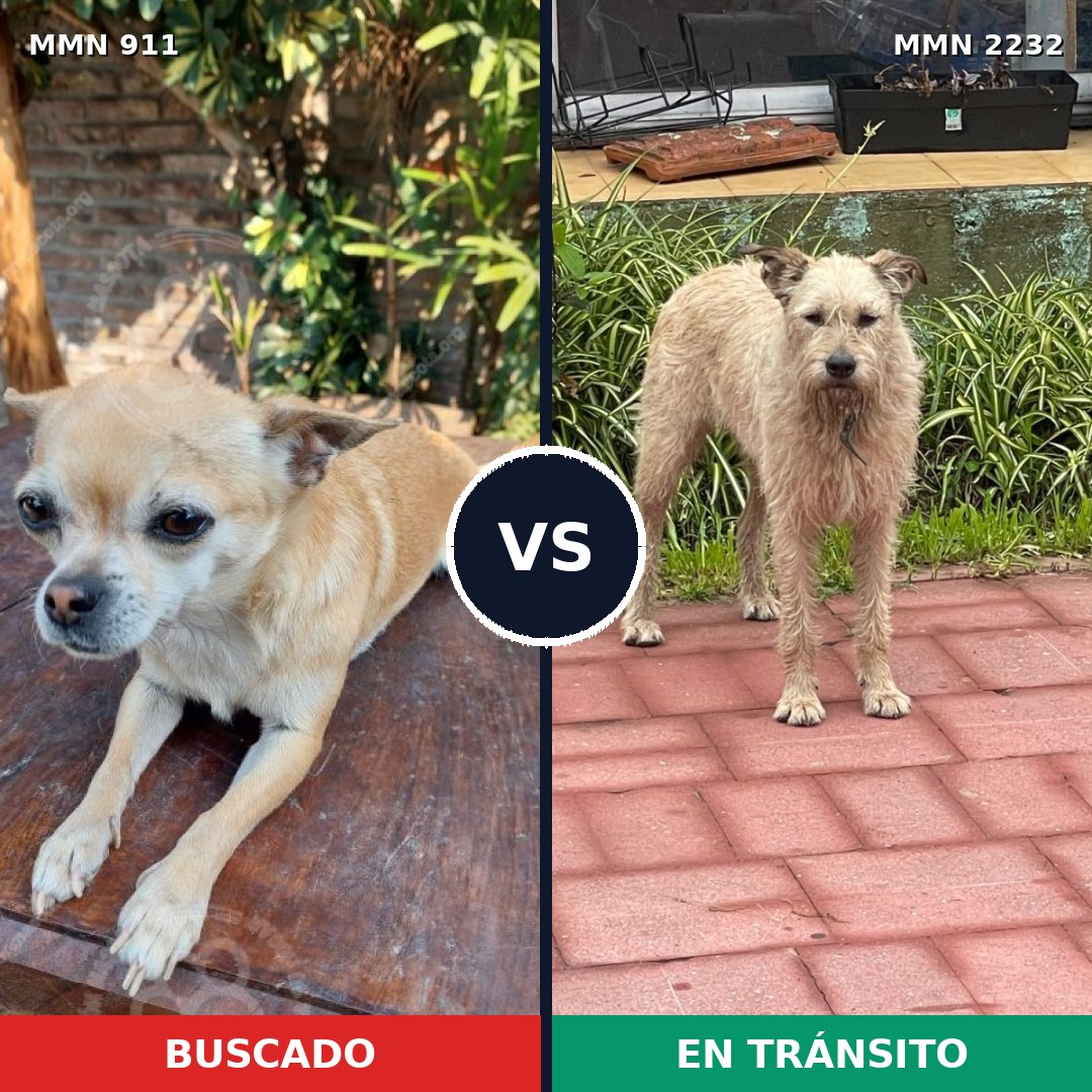 Comparativa MMS 66970: mascota perdida y mascota encontrada, 40% de similitud