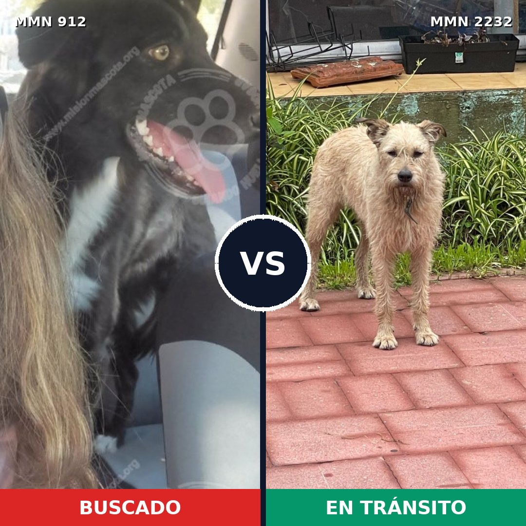 Comparativa MMS 66971: mascota perdida y mascota encontrada, 61% de similitud