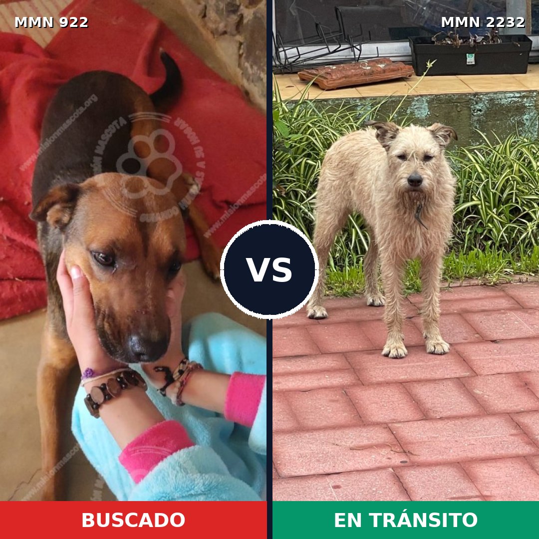 Comparativa MMS 66972: mascota perdida y mascota encontrada, 36% de similitud