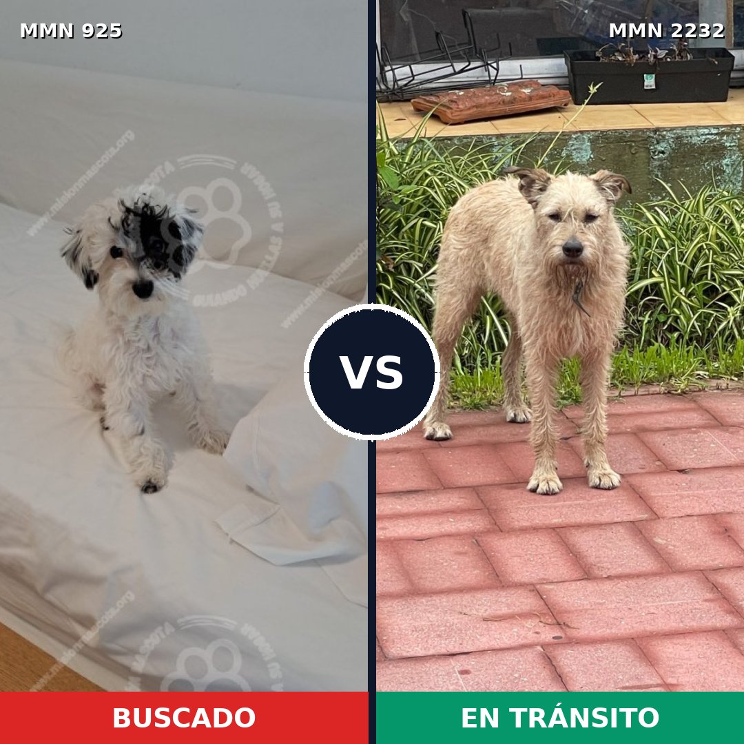 Comparativa MMS 66973: mascota perdida y mascota encontrada, 33% de similitud