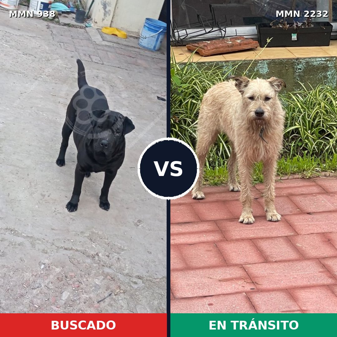 Comparativa MMS 66975: mascota perdida y mascota encontrada, 42% de similitud