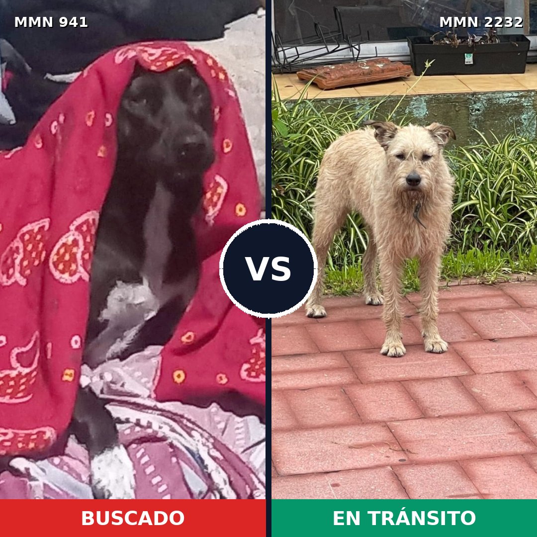 Comparativa MMS 66976: mascota perdida y mascota encontrada, 56% de similitud