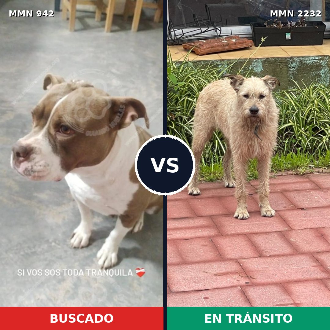 Comparativa MMS 66977: mascota perdida y mascota encontrada, 36% de similitud