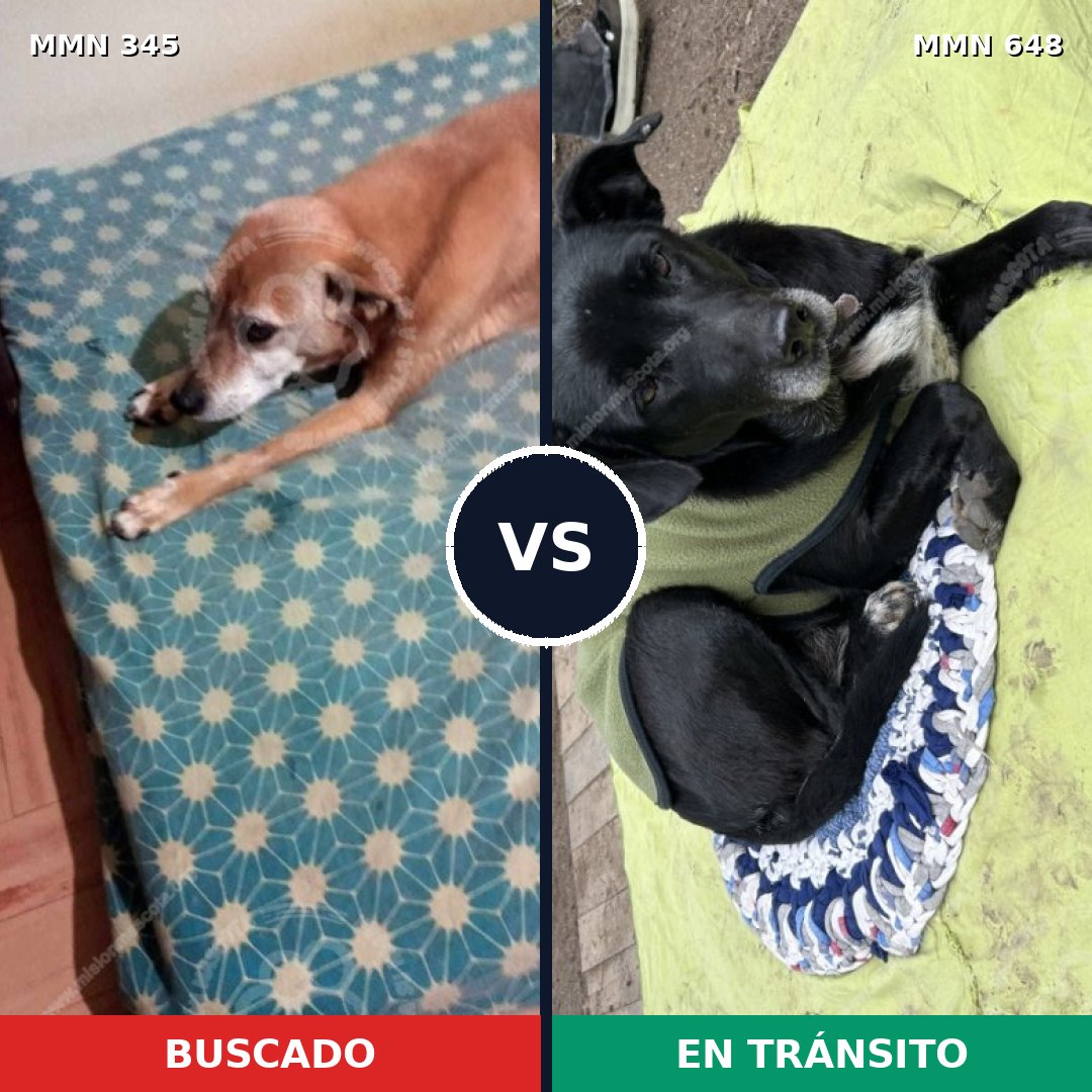 Comparativa MMS 6698: mascota perdida y mascota encontrada, 57% de similitud