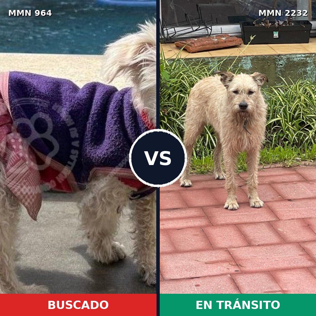 Comparativa MMS 66980: mascota perdida y mascota encontrada, 35% de similitud