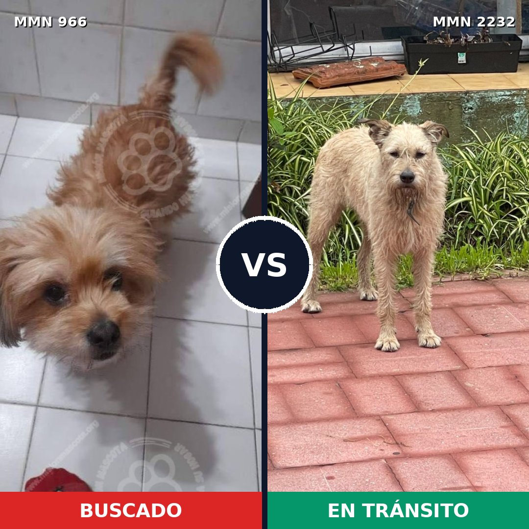 Comparativa MMS 66981: mascota perdida y mascota encontrada, 58% de similitud